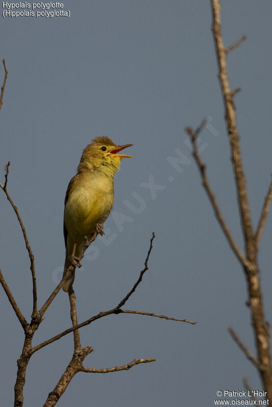 Melodious Warbler, song