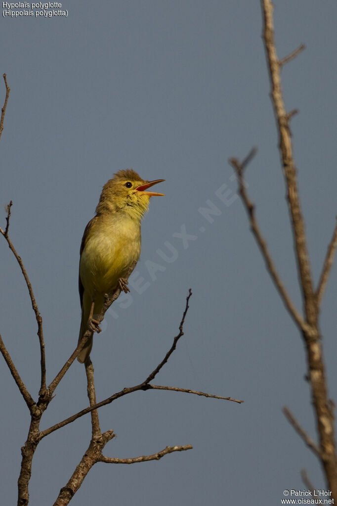 Melodious Warbler, song