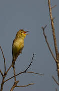 Melodious Warbler