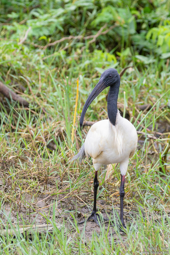 Ibis à tête noireadulte