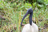 Ibis à tête noire