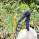 Ibis à tête noire