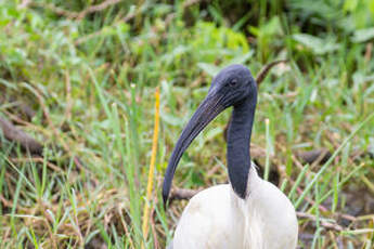 Ibis à tête noire