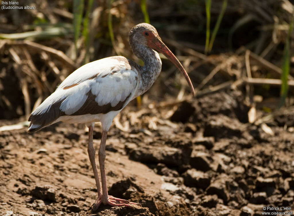 Ibis blanc