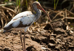 American White Ibis