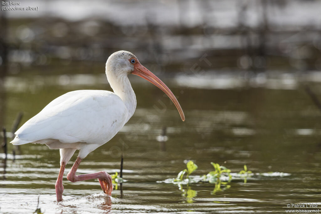 American White Ibis