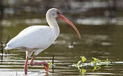 Ibis blanc