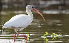 Ibis blanc