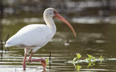 Ibis blanc