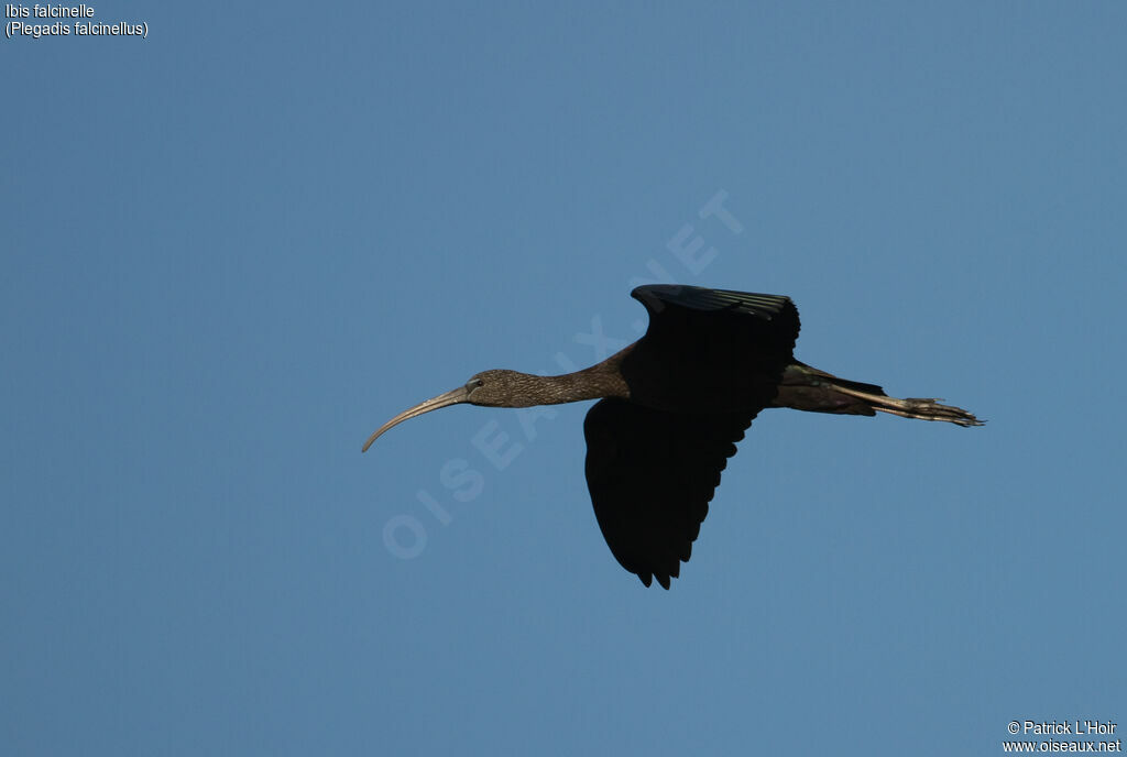 Ibis falcinelle, Vol