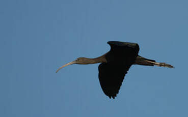 Ibis falcinelle