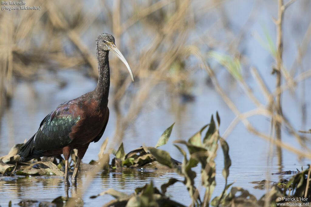 Ibis falcinelle