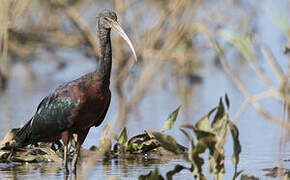 Glossy Ibis