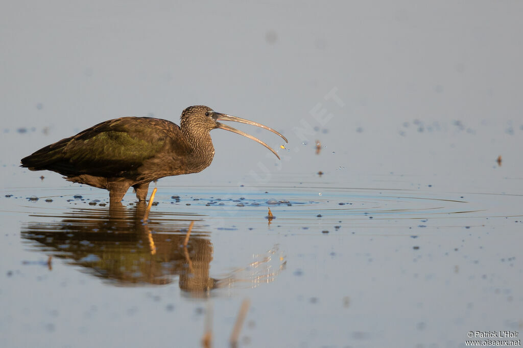 Ibis falcinelle