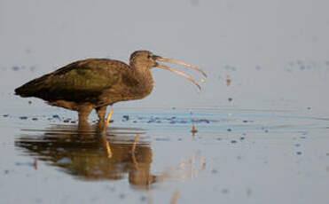 Ibis falcinelle