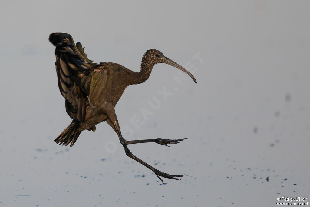 Glossy Ibis