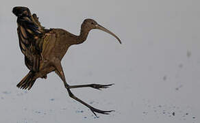 Glossy Ibis