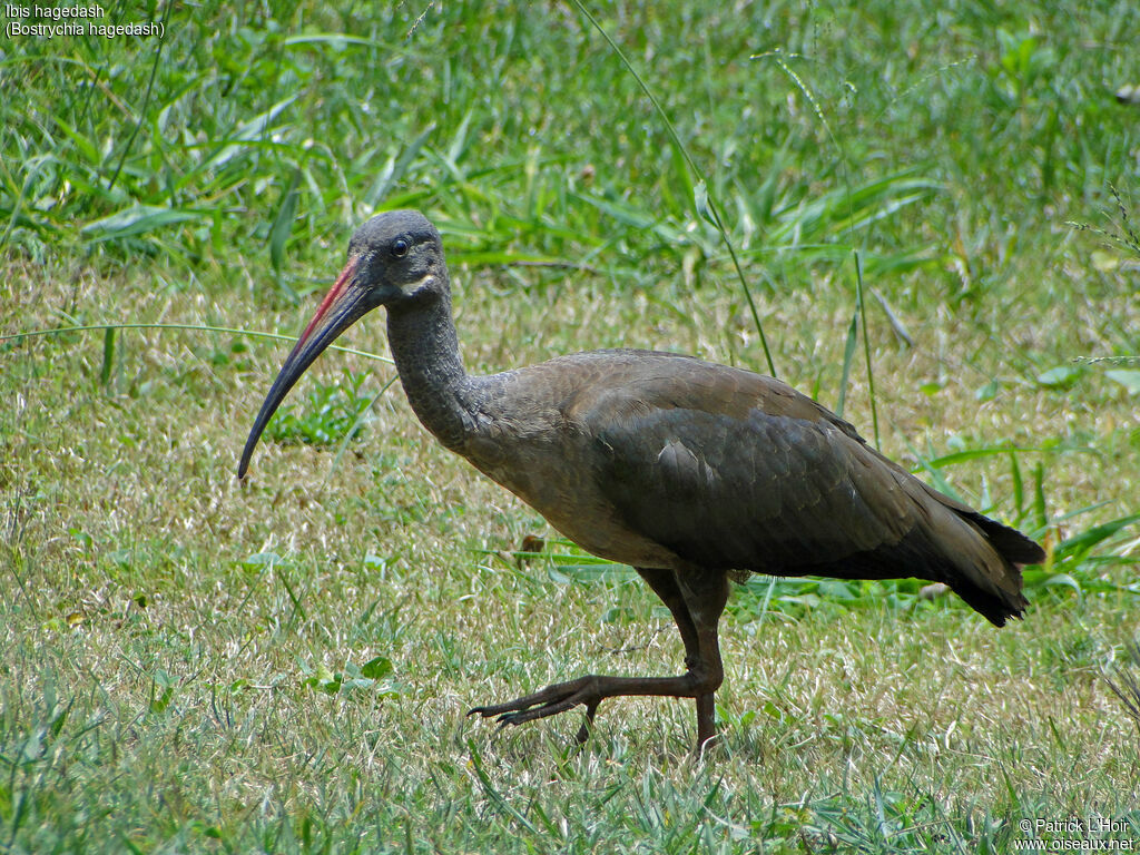 Hadada Ibis