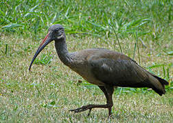 Hadada Ibis