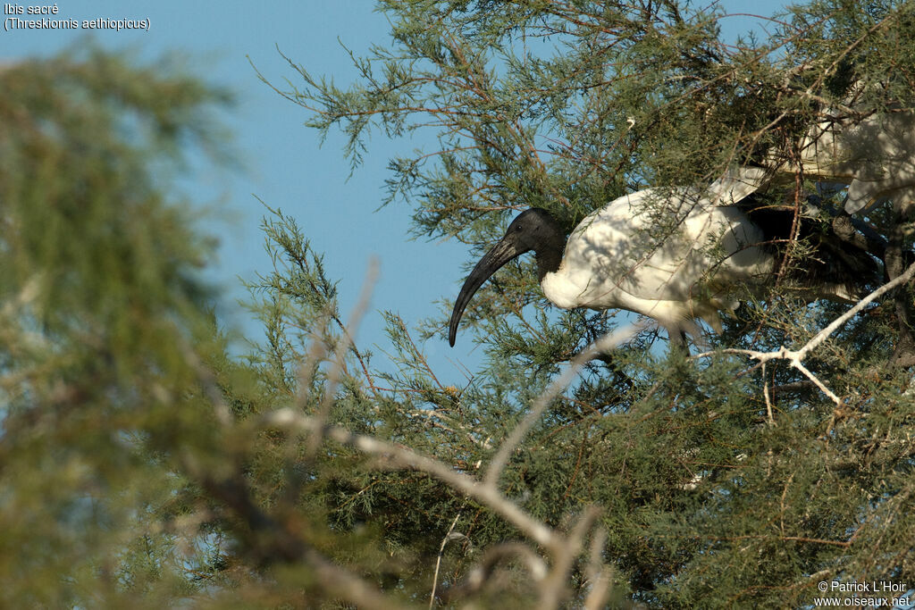 African Sacred Ibis