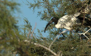 African Sacred Ibis