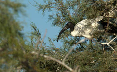 Ibis sacré