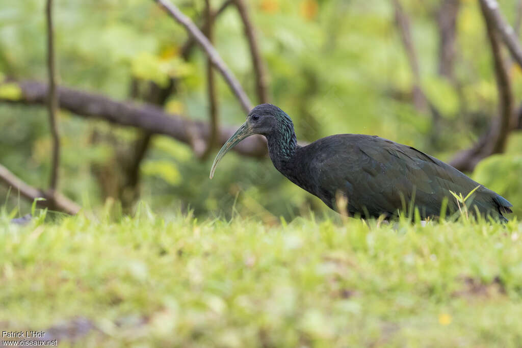 Green Ibisadult, identification