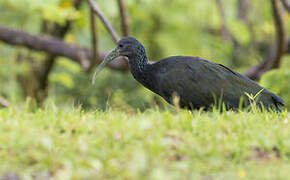 Green Ibis