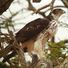 Aigle fascié