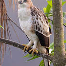 Aigle huppé