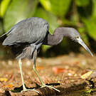 Aigrette bleue
