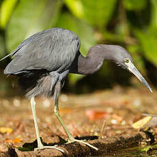 Aigrette bleue