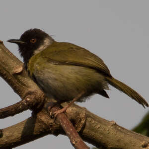 Apalis à face noire