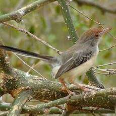 Apalis à front roux