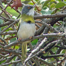 Apalis à gorge jaune