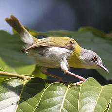 Apalis à gorge jaune