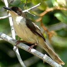 Apalis à tête noire