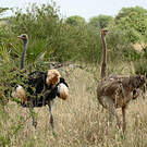 Autruche de Somalie