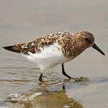 Bécasseau sanderling