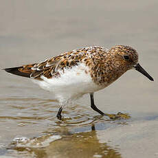 Bécasseau sanderling