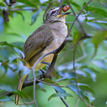 Bulbul à sourcils blancs