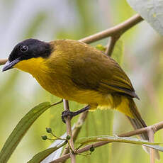 Bulbul à tête noire