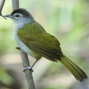 Bulbul à tête sombre