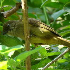 Bulbul curvirostre