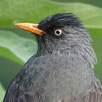 Bulbul de Bourbon