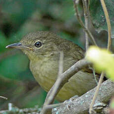 Bulbul de Cabanis