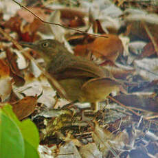 Bulbul de Fischer