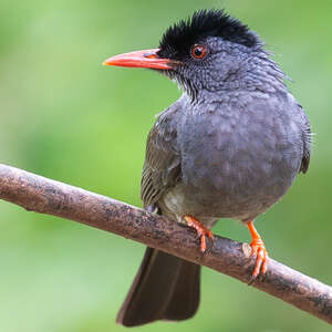 Bulbul des Ghats