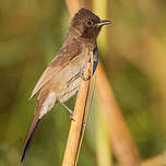 Bulbul des jardins