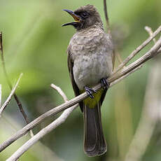 Bulbul des jardins
